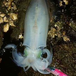 仕事終わりに近場の地磯へ。