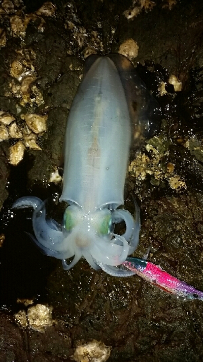 仕事終わりに近場の地磯へ。