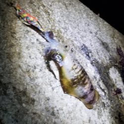 エギングで早くも…