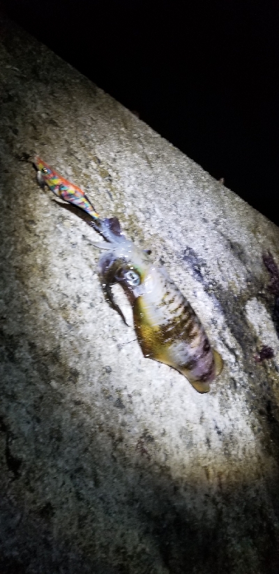 エギングで早くも…