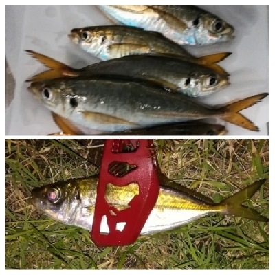 アジンガー1825〜1935