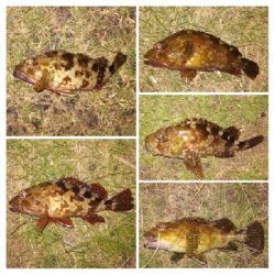 LSJigginger0525〜0610 アジンガー1800〜1935