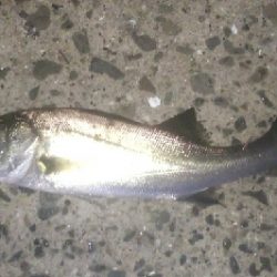 台風後のメクリアジ狙い 兼 リール使用感の確認