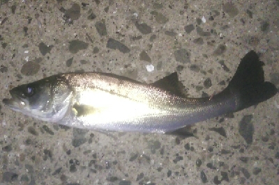 台風後のメクリアジ狙い 兼 リール使用感の確認