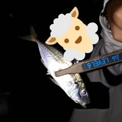 やっと、マイポーでアジング