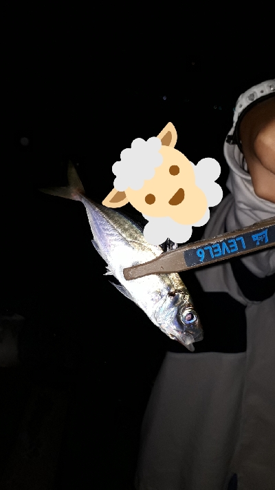 やっと、マイポーでアジング