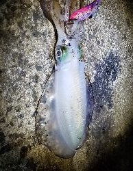 エギングこの秋最高の…