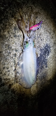 エギングこの秋最高の…