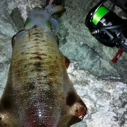 イカたまってました。