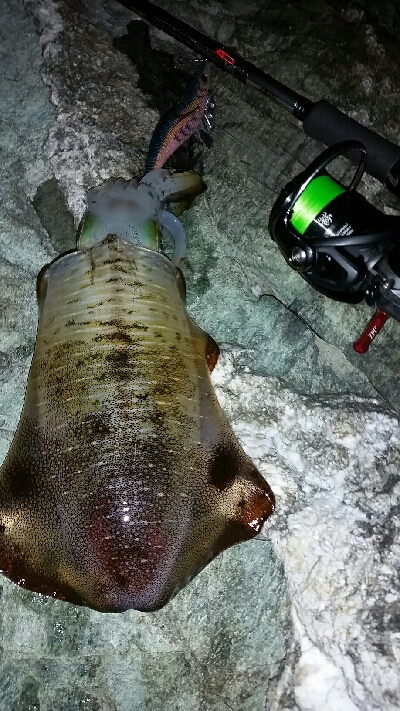 イカたまってました。