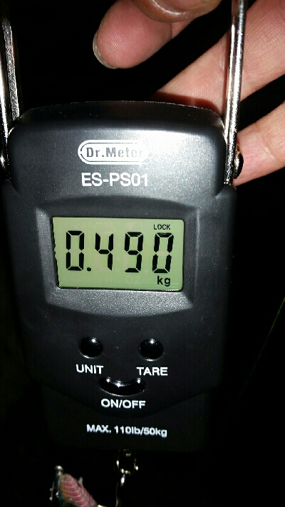 ゲソ、アオリ2、バラシ