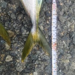 タチウオ居ない。