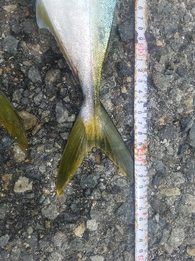 タチウオ居ない。