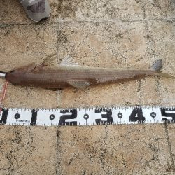 舞鶴湾のぬし！？