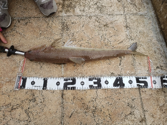 舞鶴湾のぬし！？