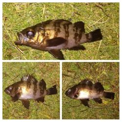 LSJigginger/アジンガー1705〜1910