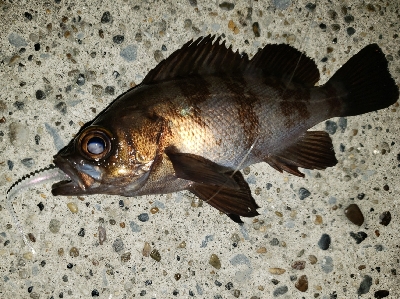 悪くないけれど