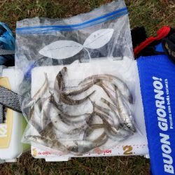 今日は一人でキス釣り