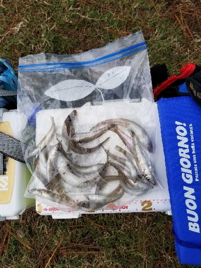 今日は一人でキス釣り