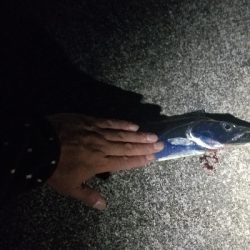 神戸タチウオワインド