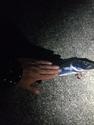 神戸タチウオワインド