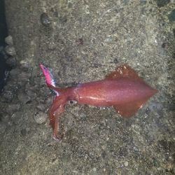 激渋の中なんとかチビッ子。