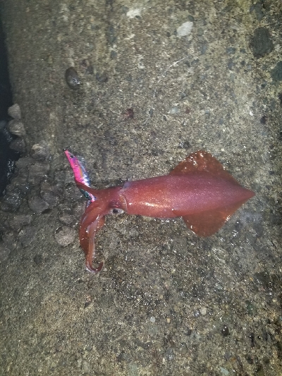 激渋の中なんとかチビッ子。