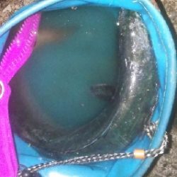 サゴシ狙いでタチウオ連発！