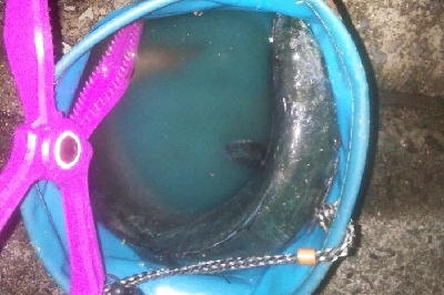 サゴシ狙いでタチウオ連発！