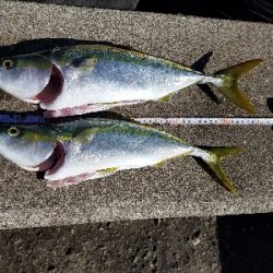 タチウオとハマチ