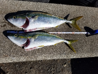 タチウオとハマチ