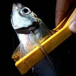 苦節１年、初アジGET！