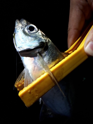 苦節１年、初アジGET！