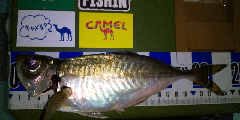 アジ爆再現なるか！？