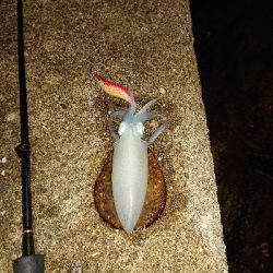 秋イカも少し大きくなってます!