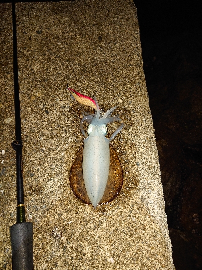 秋イカも少し大きくなってます!