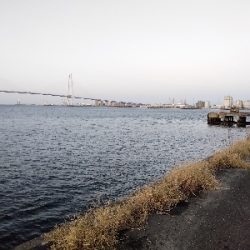 サバの猛攻に屈する