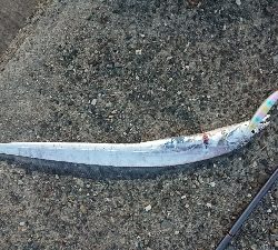 ツバスとタチウオとエソ