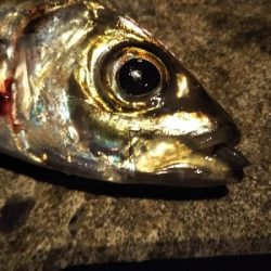 短い秋と冬支度する魚たち