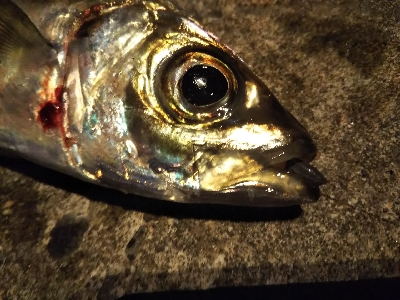 短い秋と冬支度する魚たち