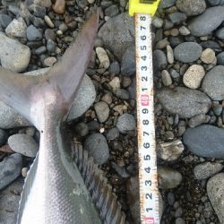 サーフライトショアジギング矢井賀