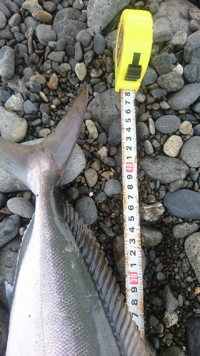 サーフライトショアジギング矢井賀