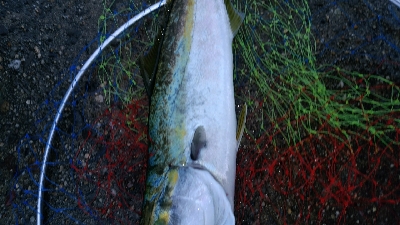 ぶりと太刀魚とサワラ