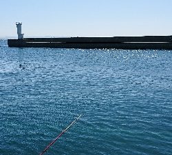 コフダイ空振り