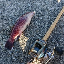 コフダイ釣り大きな当たり無し