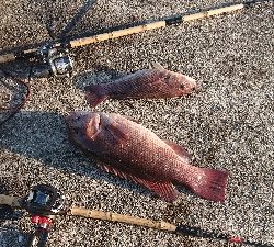 淡路島から6ヶ月ぶりのコフダイ40センチ超