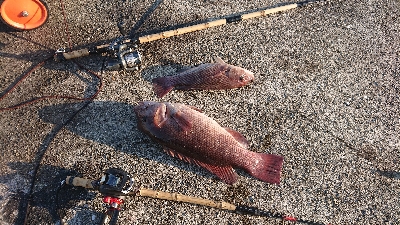 淡路島から6ヶ月ぶりのコフダイ40センチ超…