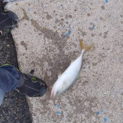 やっとハマチー