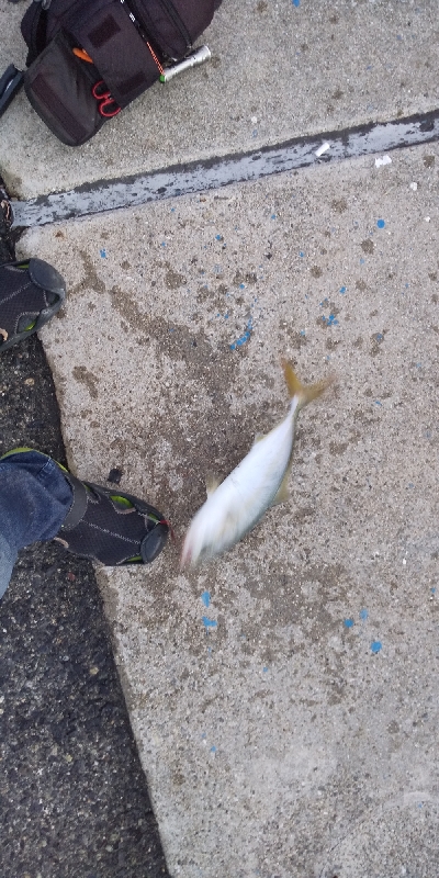 やっとハマチー