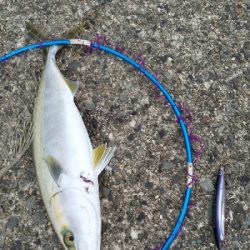 一応3種釣り達成しました